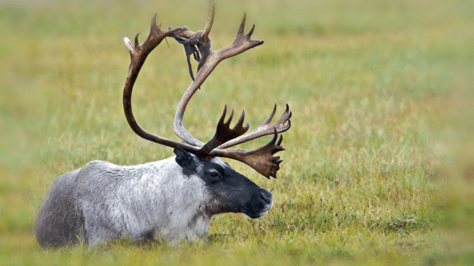 canva-stock-caribou